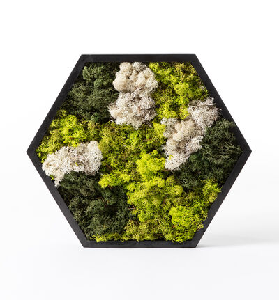 Mosebilde grønn og hvit hexagon Mosebilde grønn og hvit hexagon